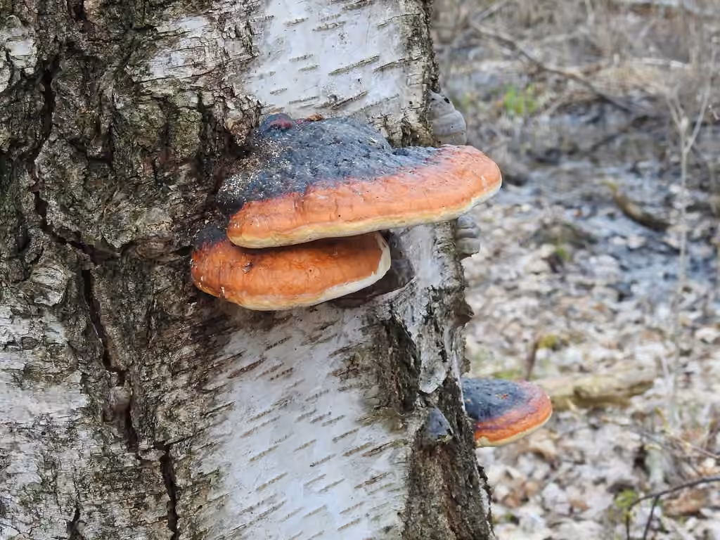 Red-banded Polypore, photo 2 of 5