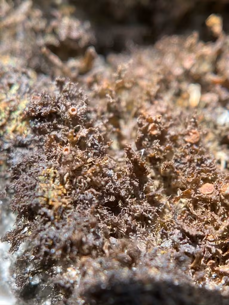 Tattered Jellyskin Lichen, photo 2 of 5