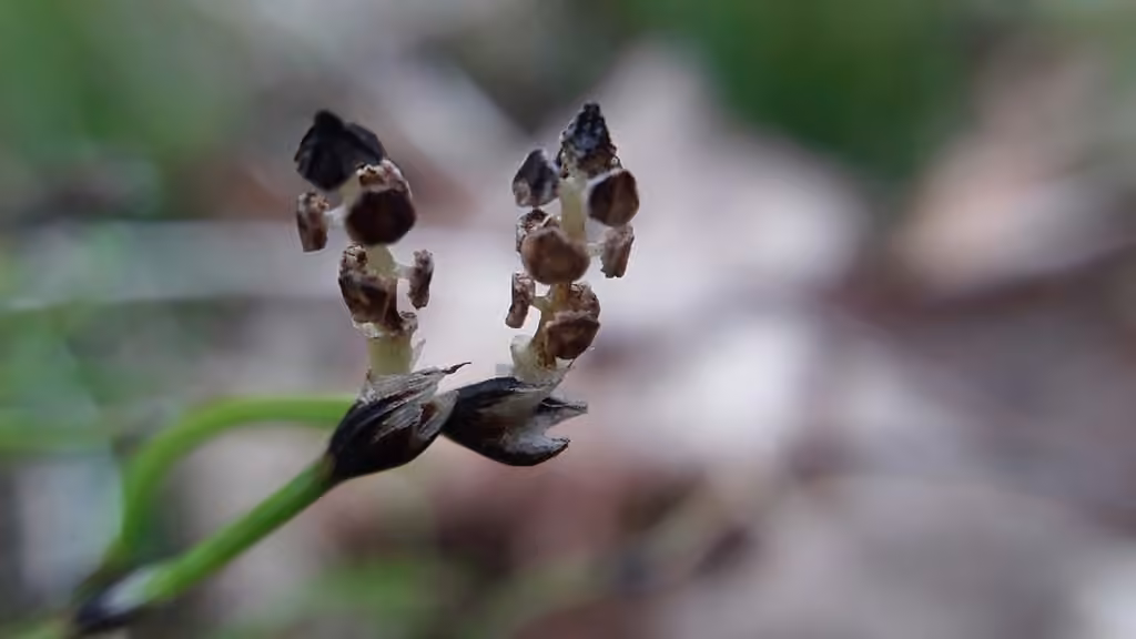 Dwarf scouringrush, photo 2 of 5