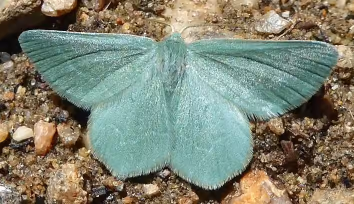 Day Emerald, Adult