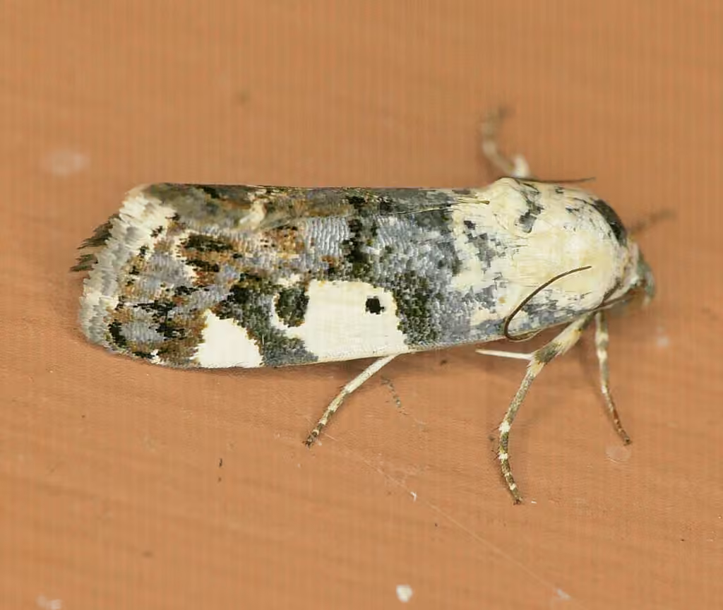 Exposed Bird Dropping Moth, photo 3 sur 5