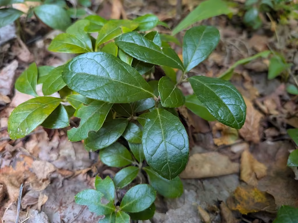 Thé des bois, photo 1 sur 5