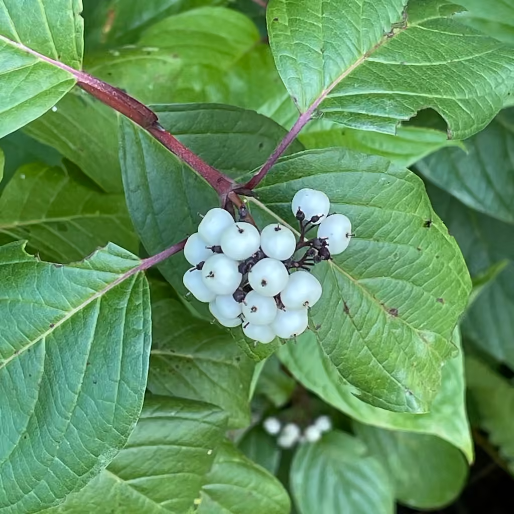 Redosier, In fruit