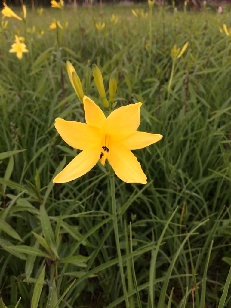 Hémérocalle jaune, En fleurs