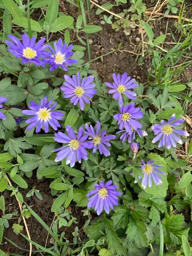Anemone de Grece, En fleurs