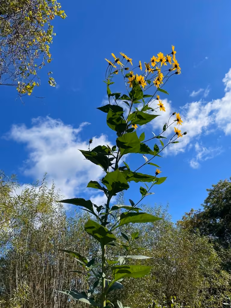 Topinambour, En fleurs