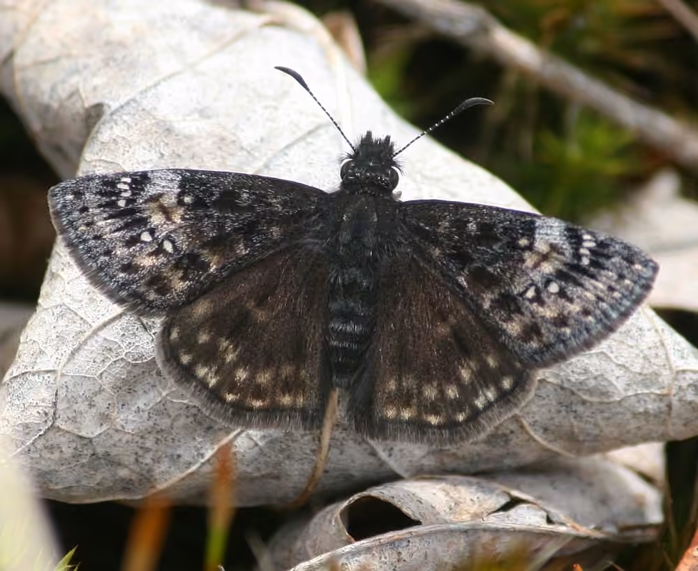 Columbine Duskywing, photo 1 of 5