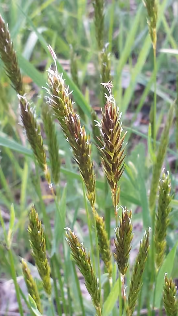 Flouve odorante