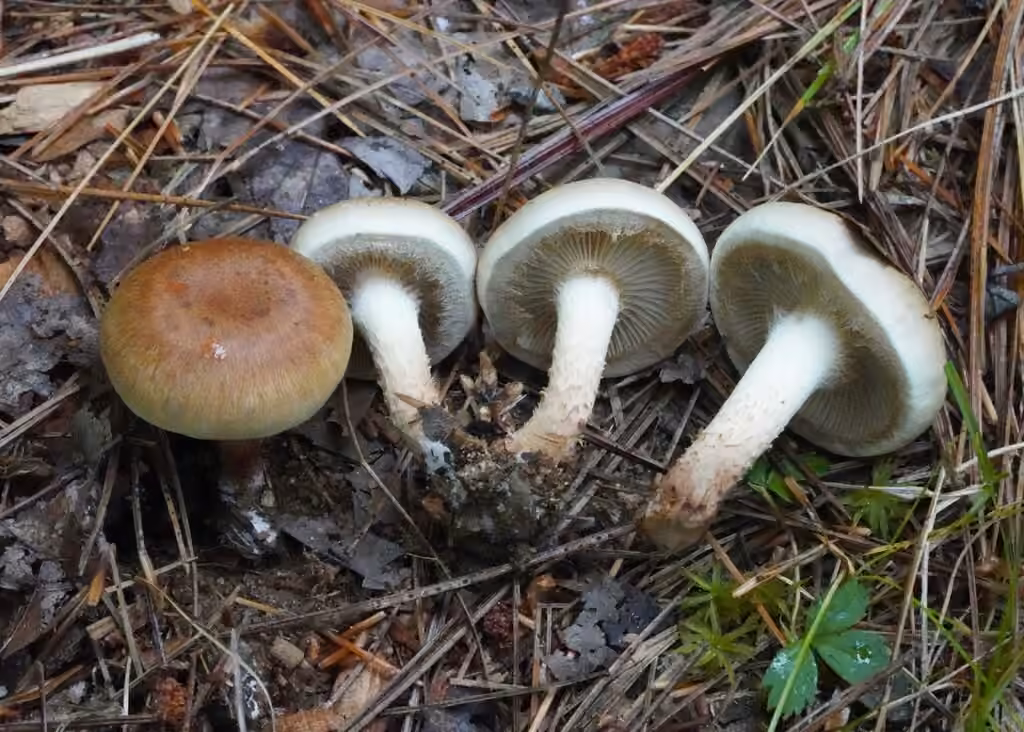 Pholiota mixta, photo 3 of 5