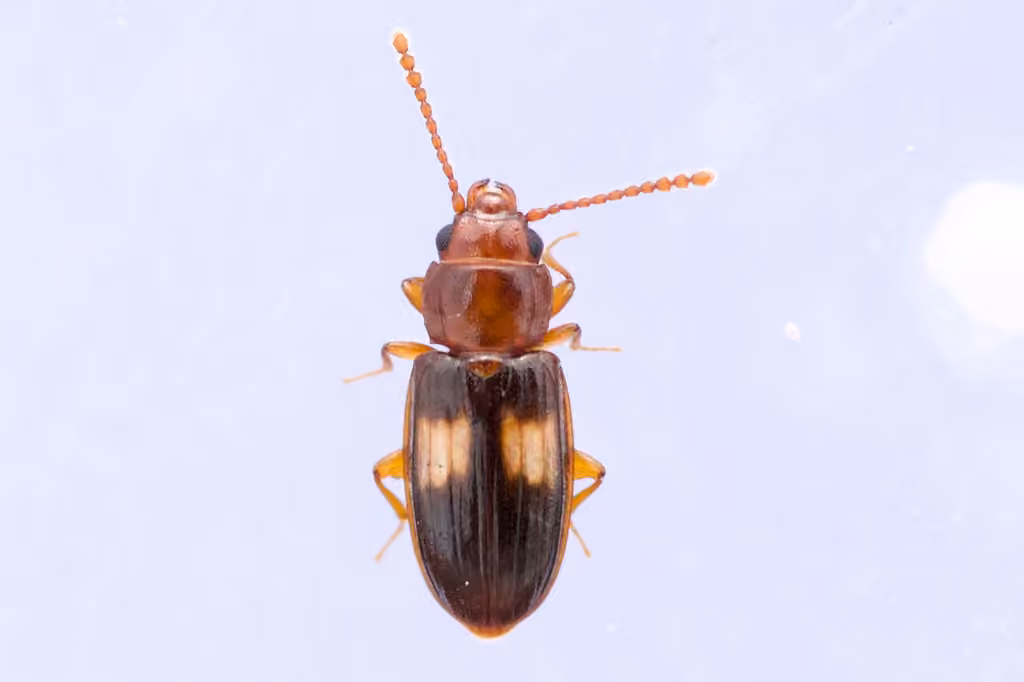Lamophle fascié