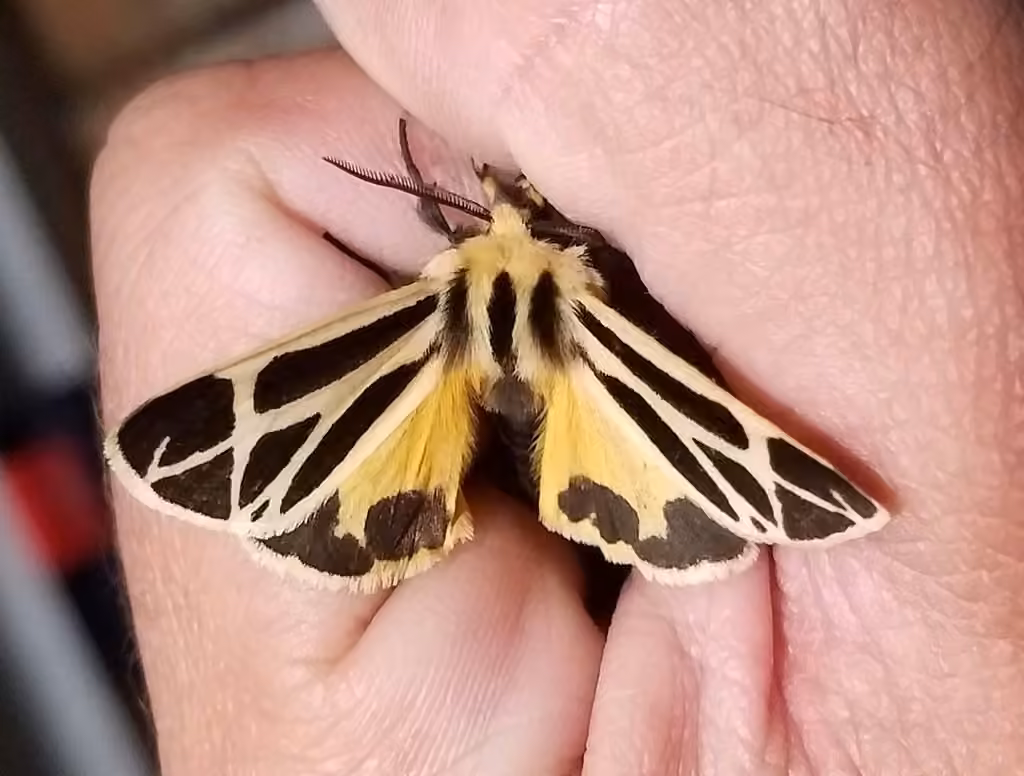 Nais Tiger Moth, Adult