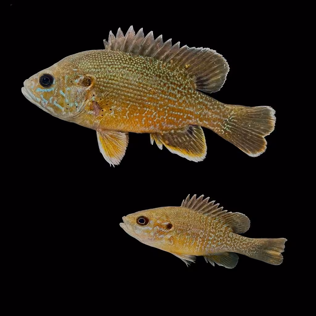 Green Sunfish, Adult