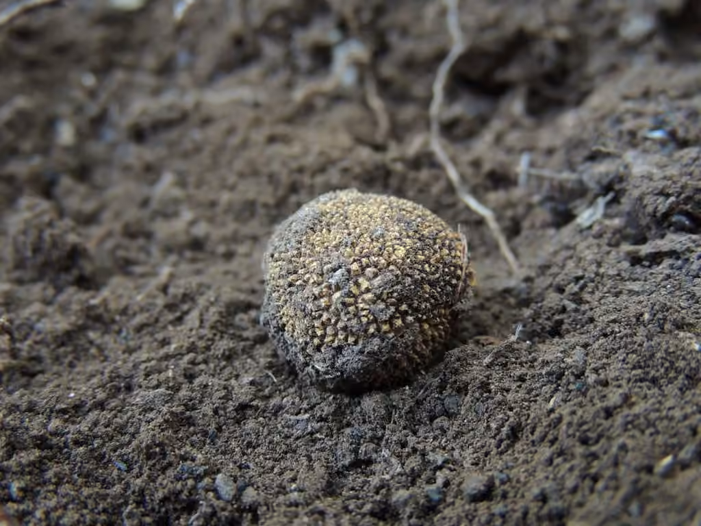 Marbled False Truffle, photo 3 of 5