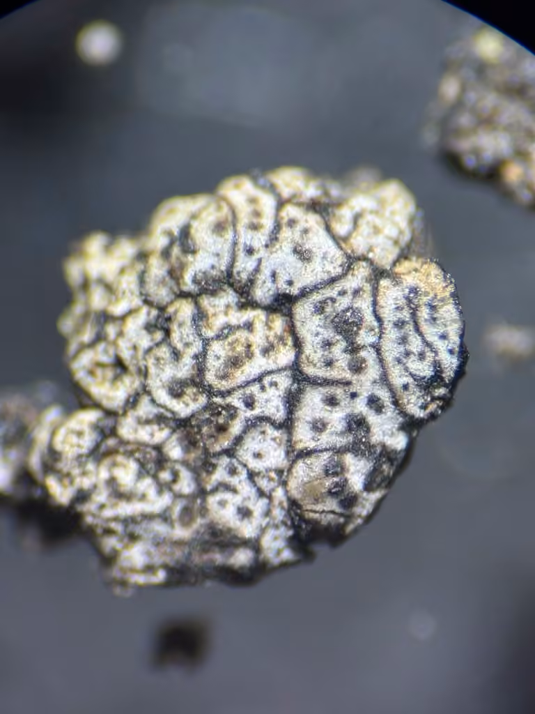 Wart lichen, photo 1 of 5