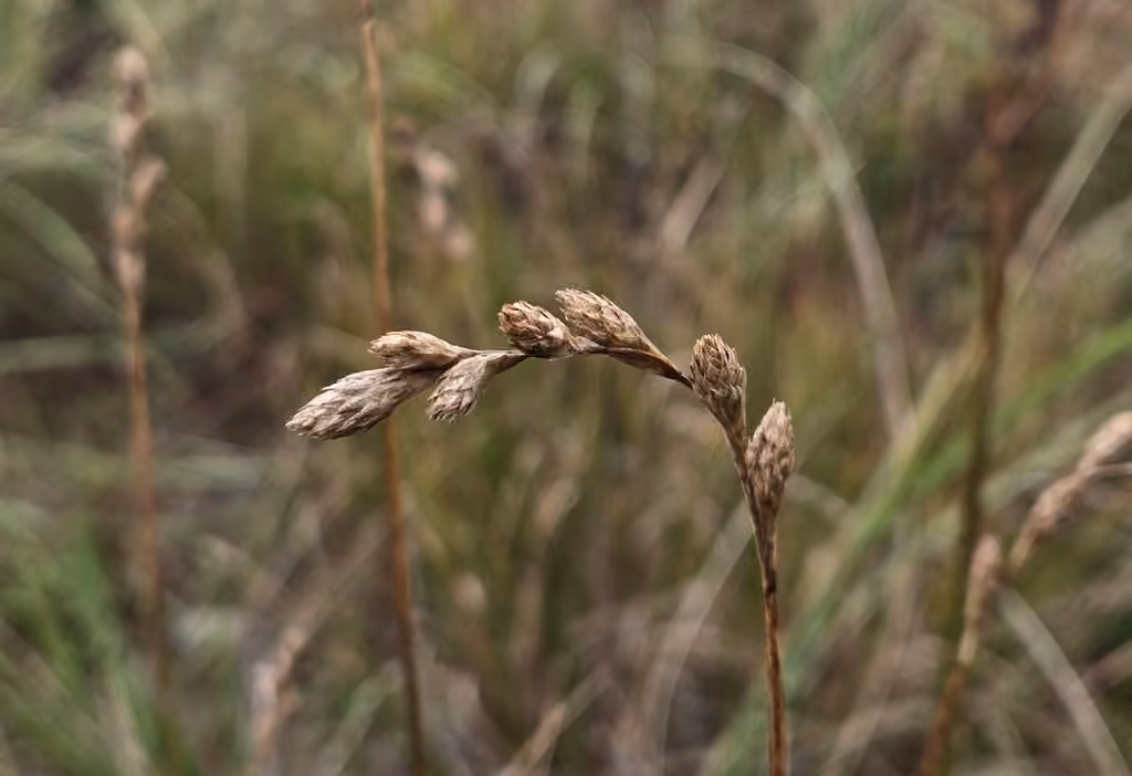 Carex silicicole, En fruits