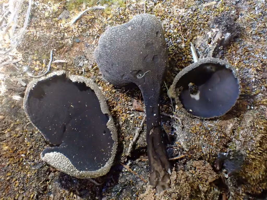 Helvelle coriace