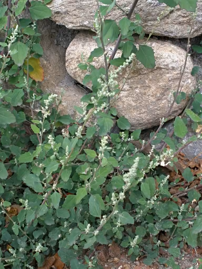 Chénopode blanc, En fleurs