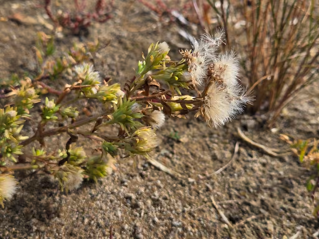 Aster du golfe Saint-Laurent, En fruits