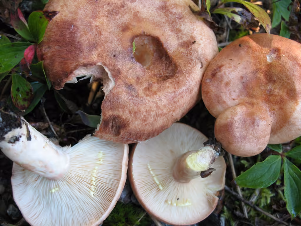 Yellow-latex Milkcap, photo 1 of 5