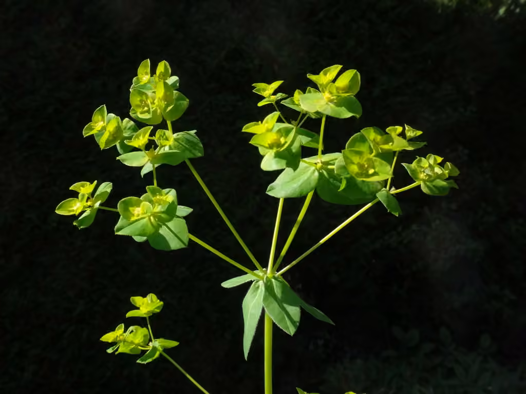 Broadleaf spurge, photo 1 of 2