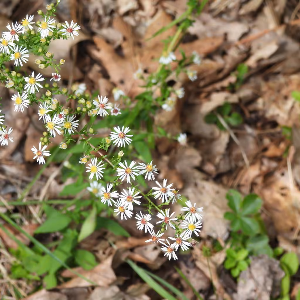 Aster latériflore, En boutons