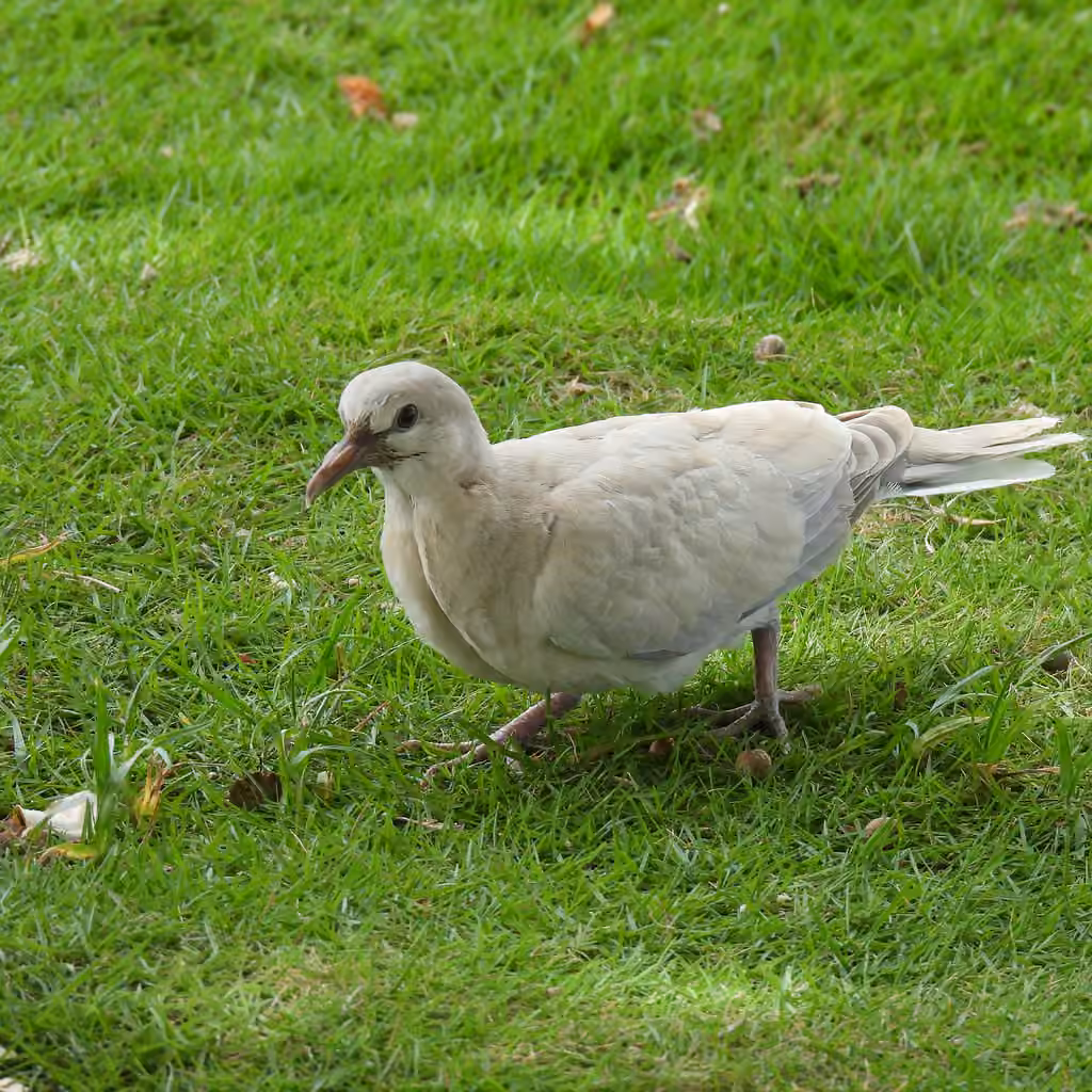 African Collared Dove, Juvenile