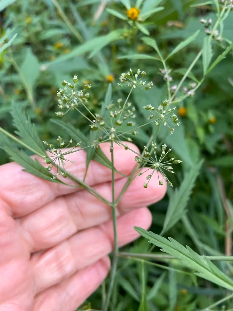 Cicutaire bulbifère, En fruits