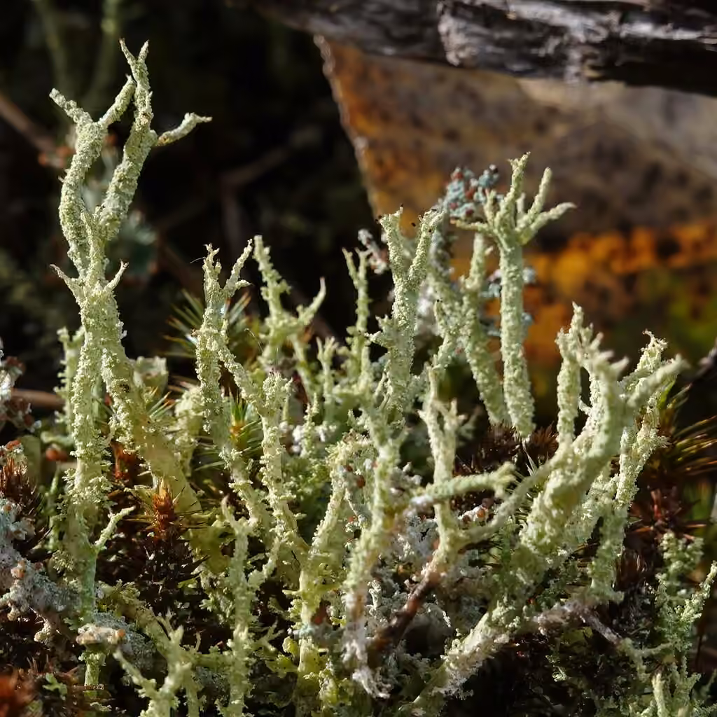 Cladonie scabriuscule, photo 1 sur 5