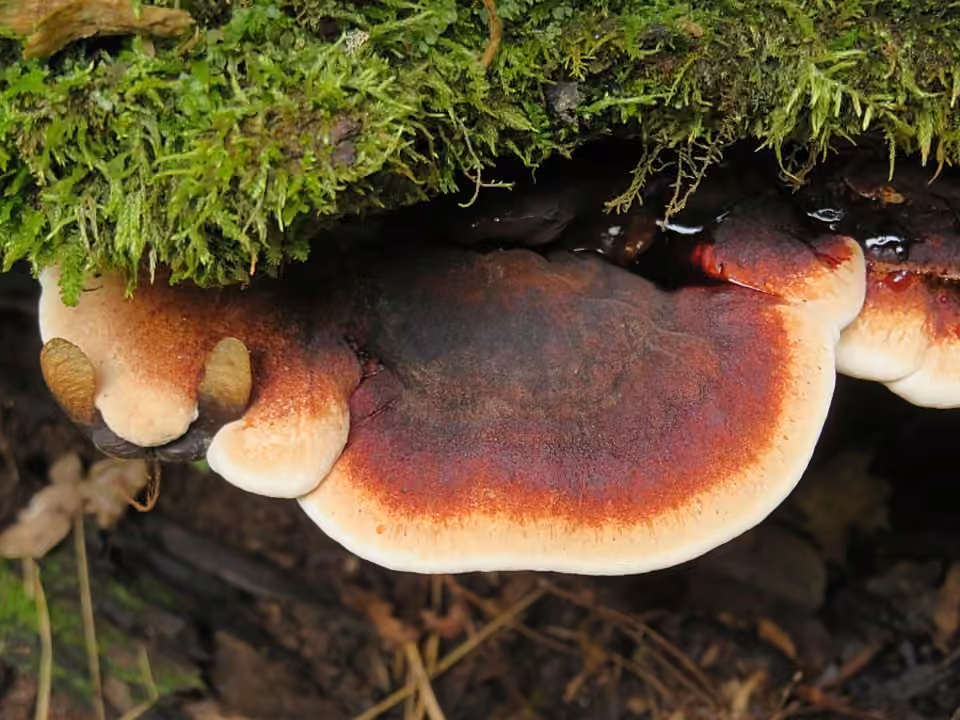 Polypore fuligineux, photo 3 sur 5