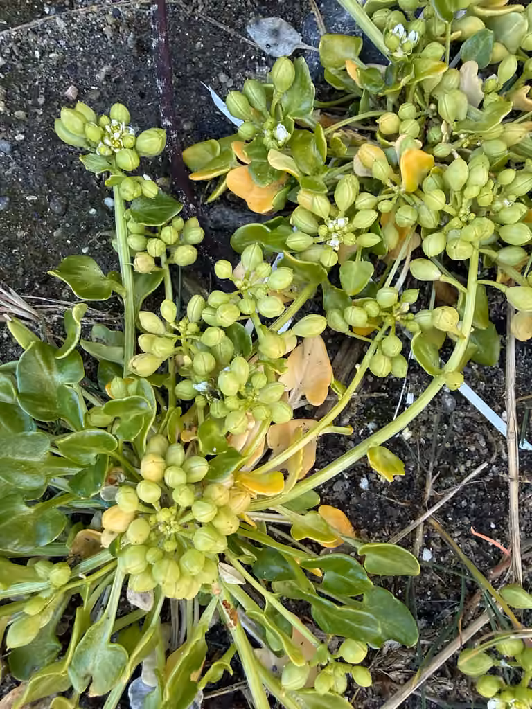 Cranson du Groenland, En fruits