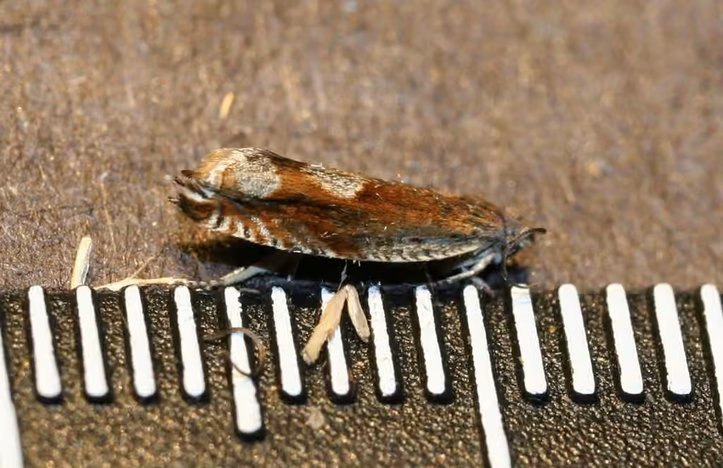 Bridge Roller, Adult