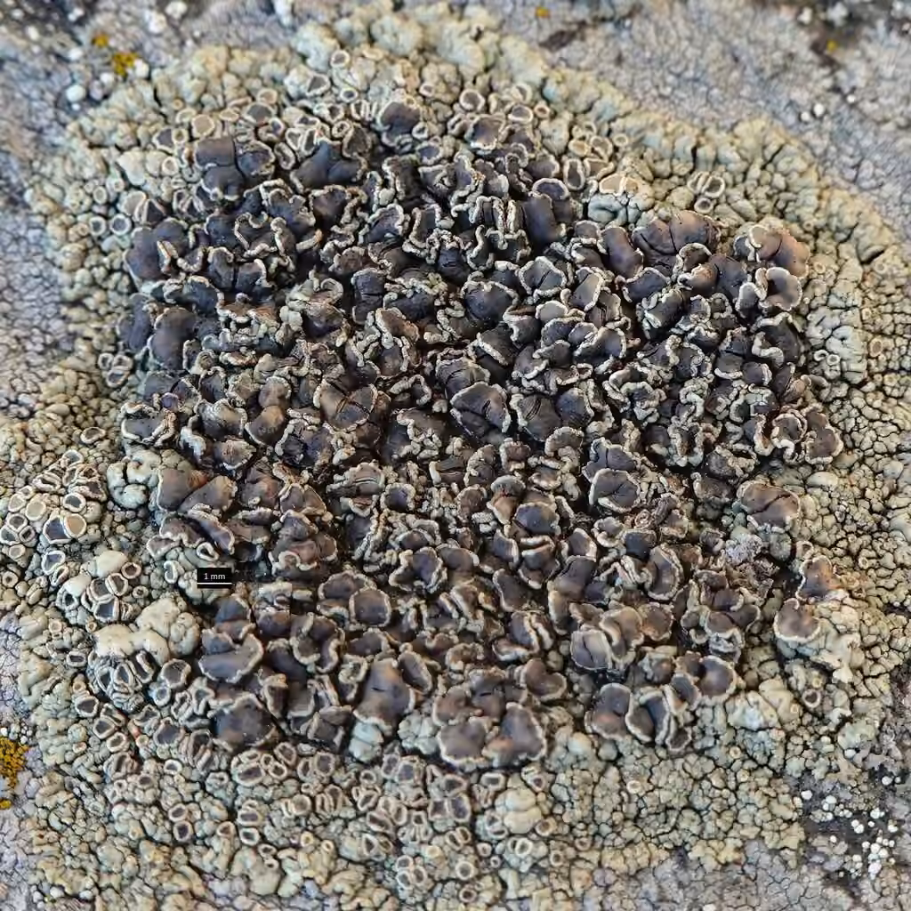Chocolate Rim Lichen, photo 1 sur 5