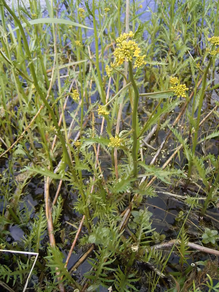 Great yellowcress, photo 1 of 5