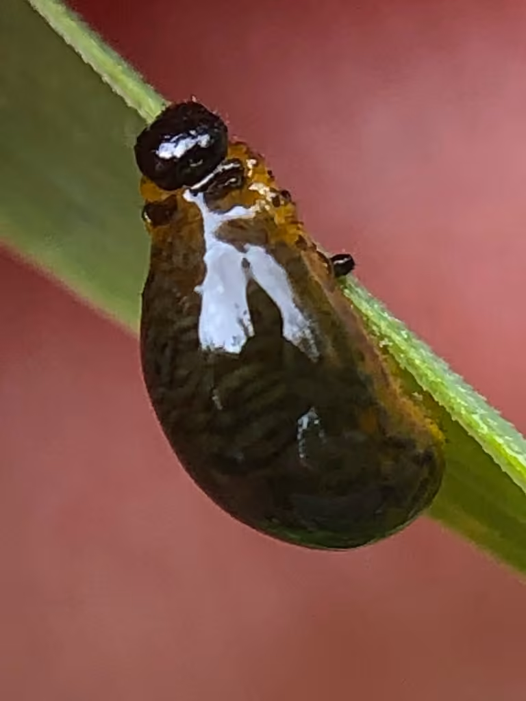 Criocère des céréales, Larve