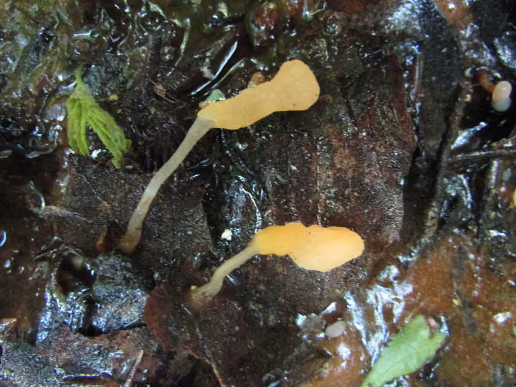 Mitrula lunulatospora, photo 2 of 5