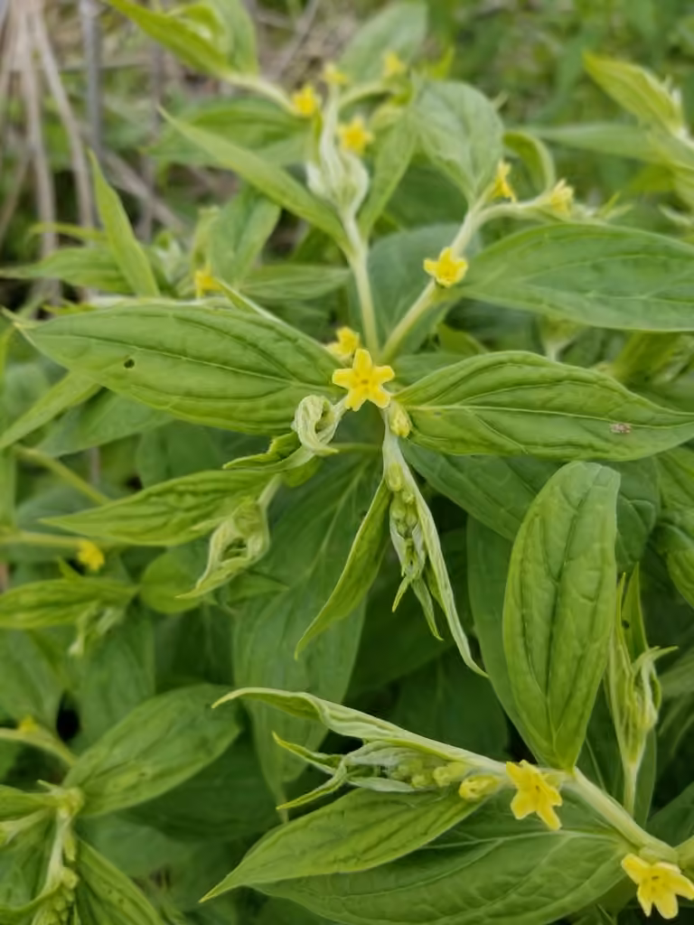American gromwell