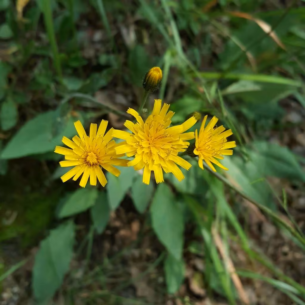 Wall hawkweed, photo 3 of 5