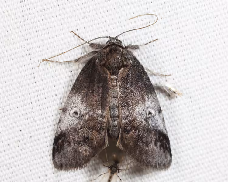 Pale Baileya Moth, photo 3 sur 5