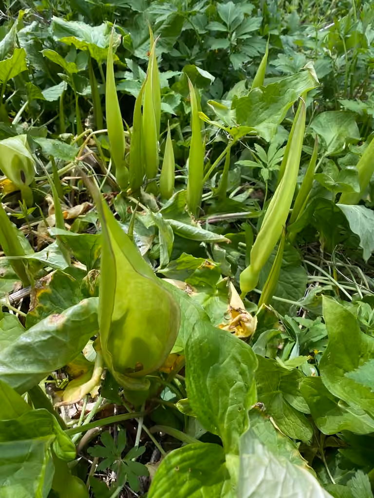 Gouet, En fleurs