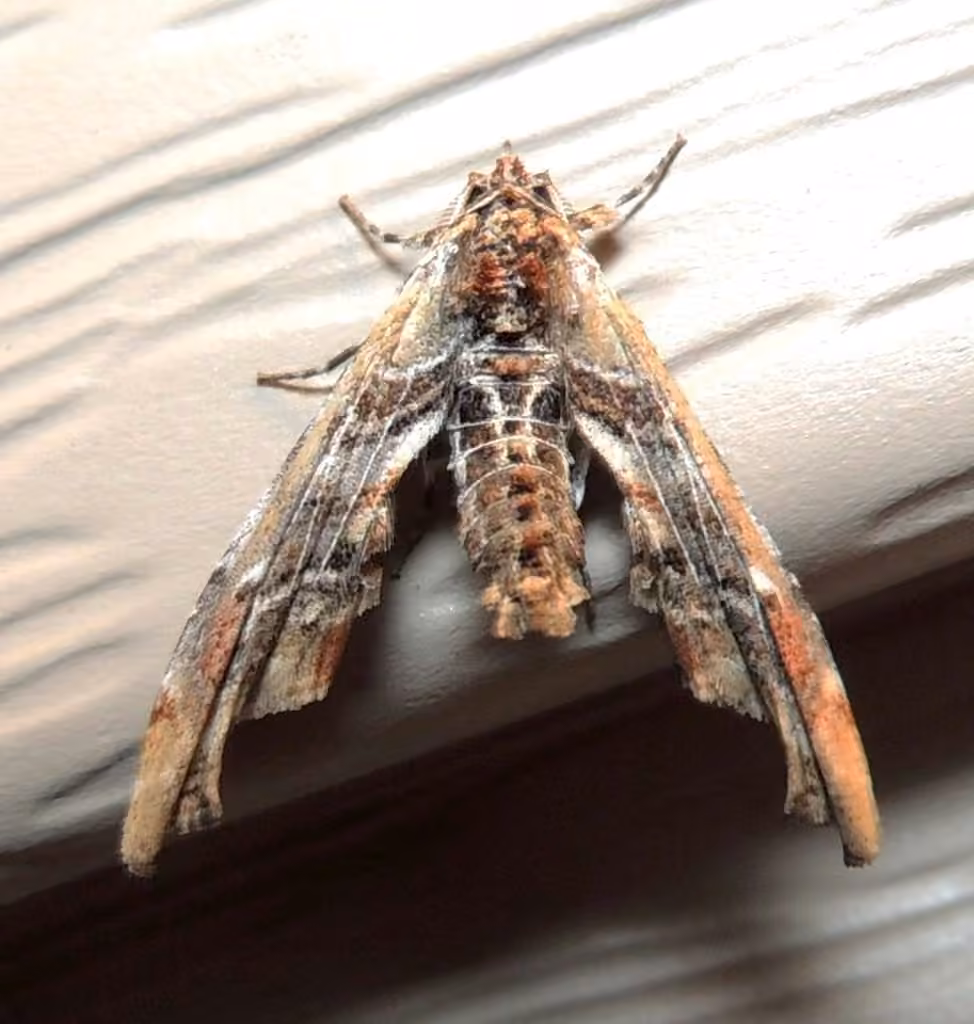 Light Marathyssa Moth, photo 3 sur 5