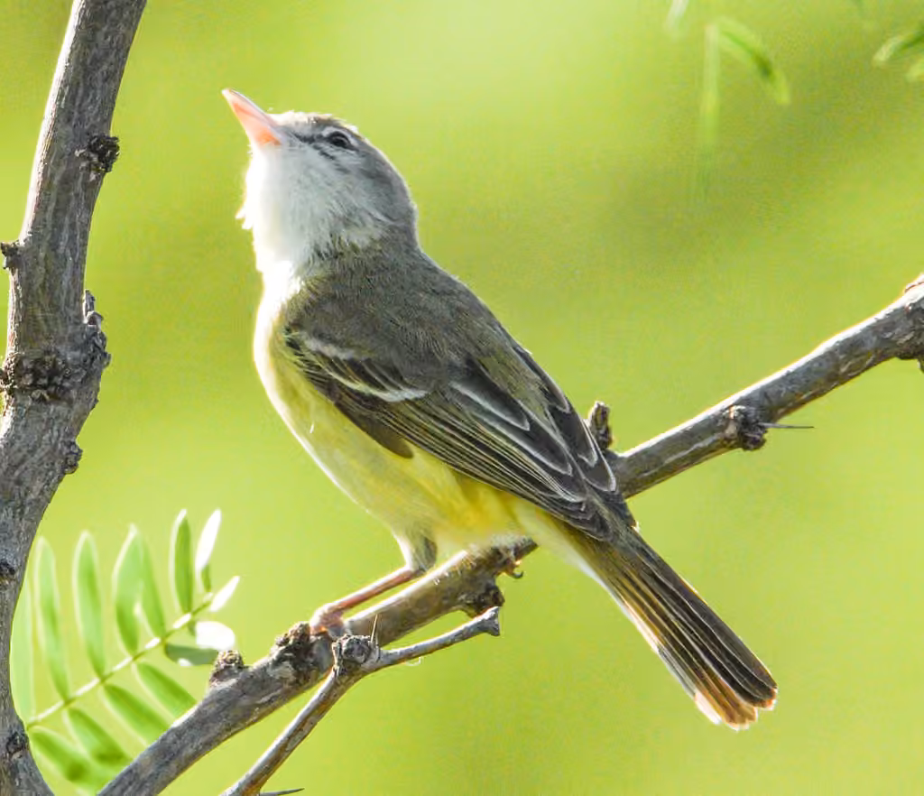 Bell's Vireo, photo 3 of 5