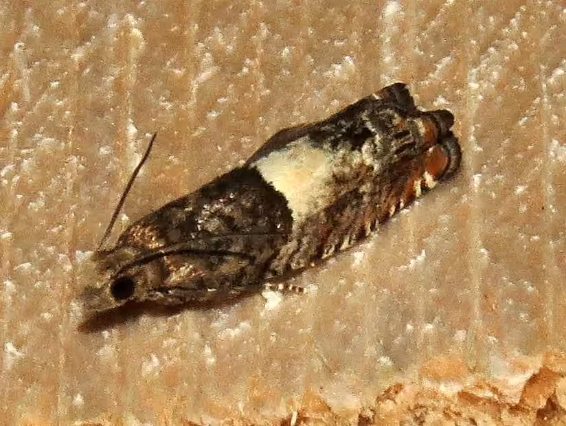Walker's Epinotia Moth, Adulte