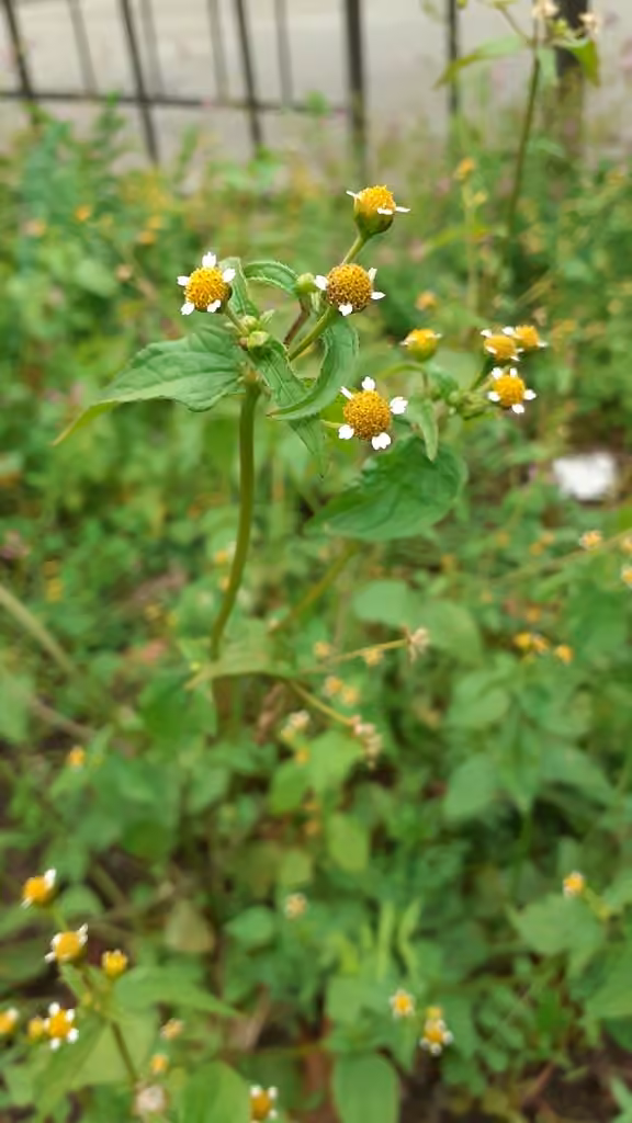 Galinsoga à petites fleurs, En fruits