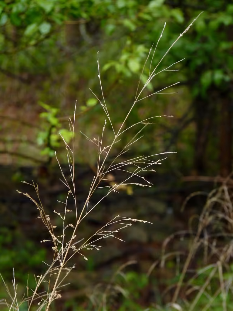 Agrostide pérennante, photo 1 sur 5