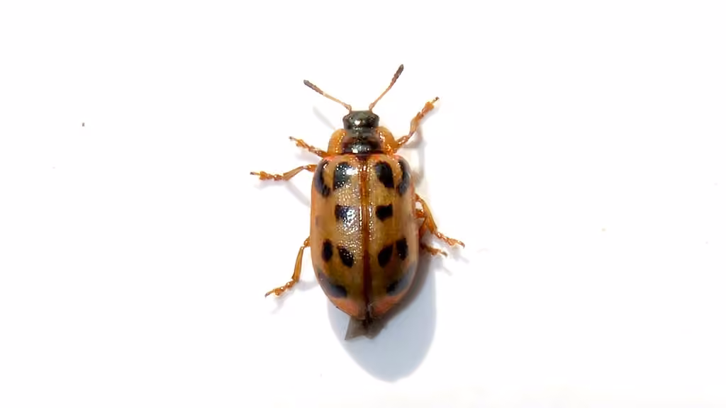 Maine Leaf Beetle, photo 3 of 5