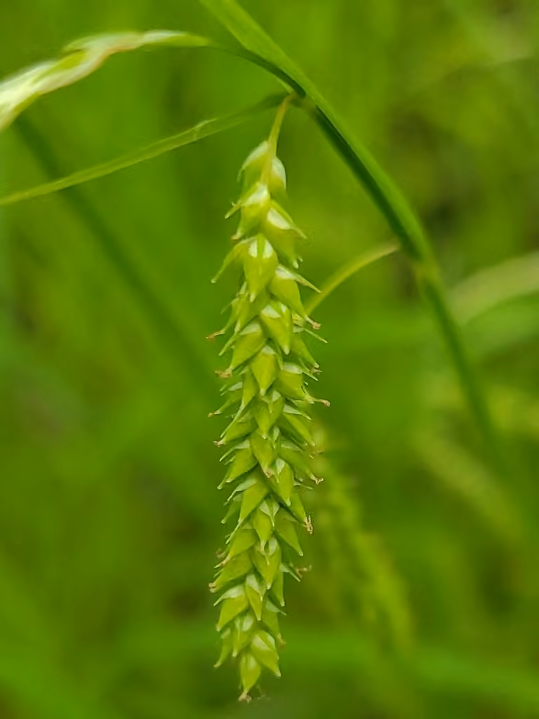 Carex vert poireau, photo 1 sur 5