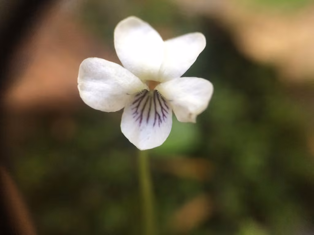 Violette méconnue