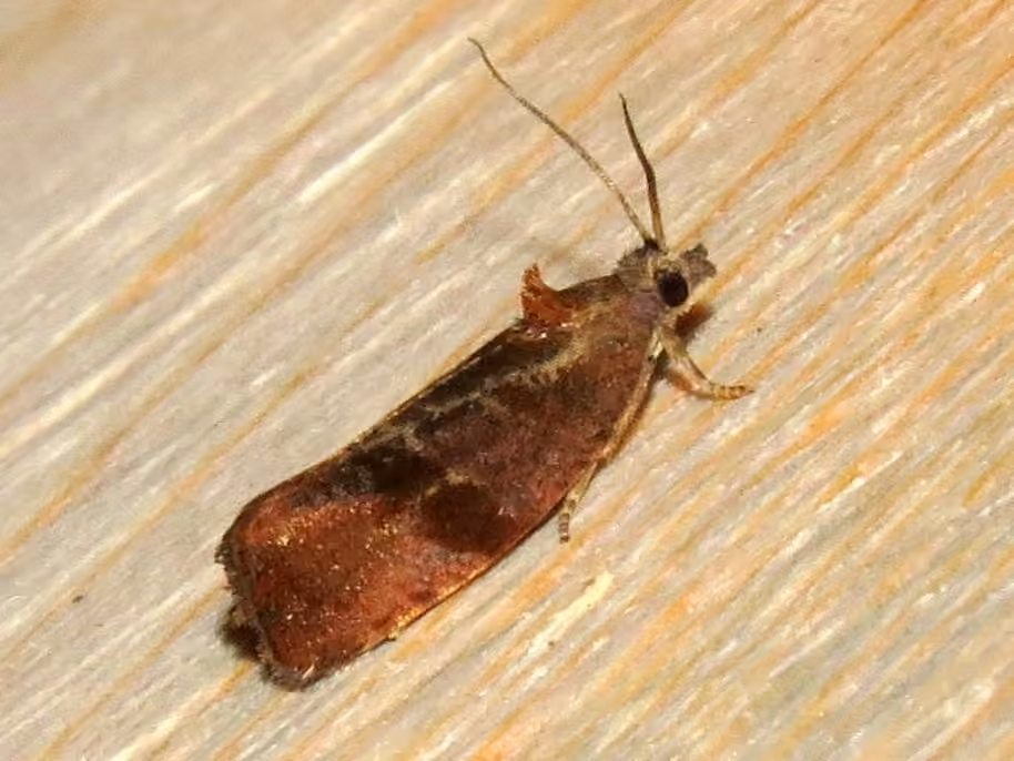 Spirea Leaftier Moth, photo 2 of 5