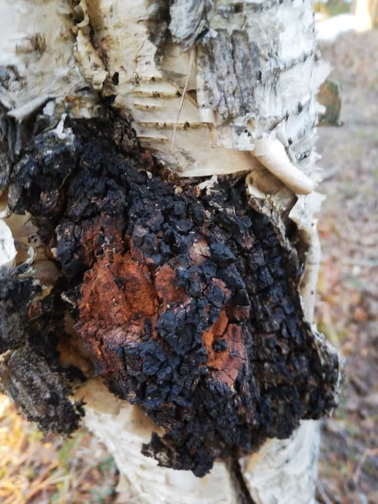 Polypore Incrusté, photo 1 sur 5