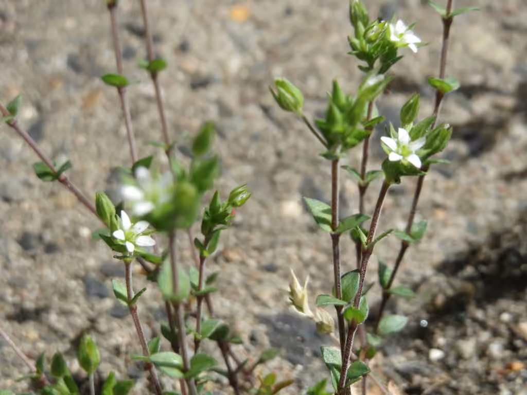 Thymeleaf sandwort, photo 1 of 5